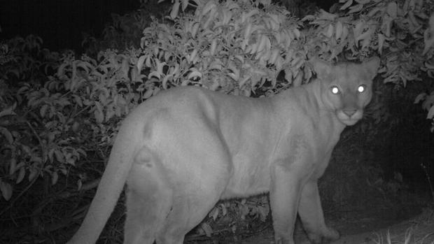 Mountain Lion P-61 Was Chased By Second Lion Just Before Being Killed On 405 Freeway 