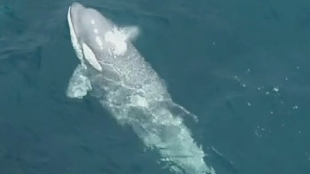 rare-gray-baby-orca.jpg 