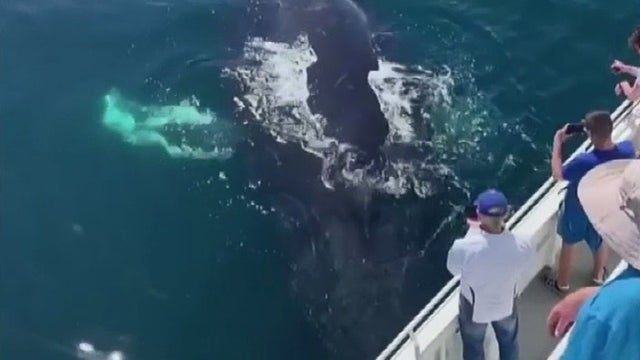 humpback-whale-says-hi.jpg 