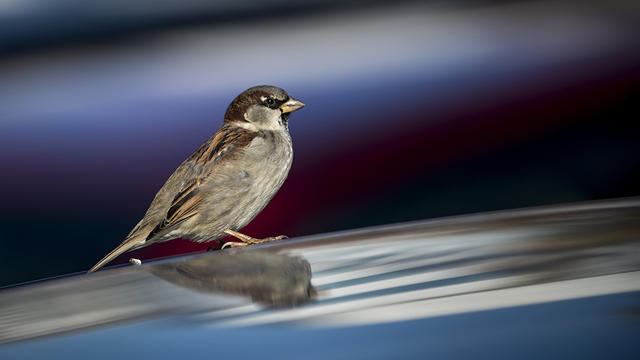 sparrow-generic.jpg 