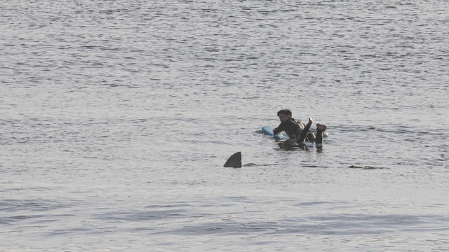 surfer-shark-orleans.jpg 