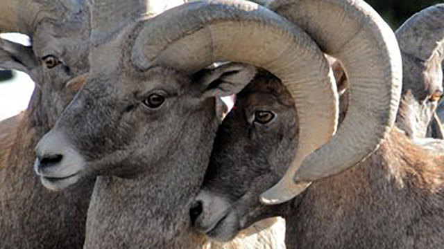 bighorn-sheep-colorado-springs-1.jpg 