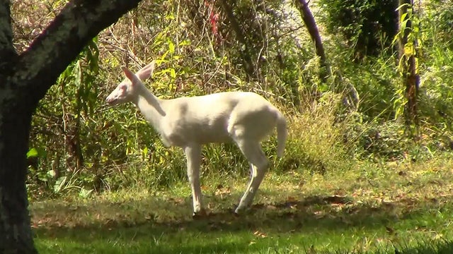 albinodeermccandless.jpg 