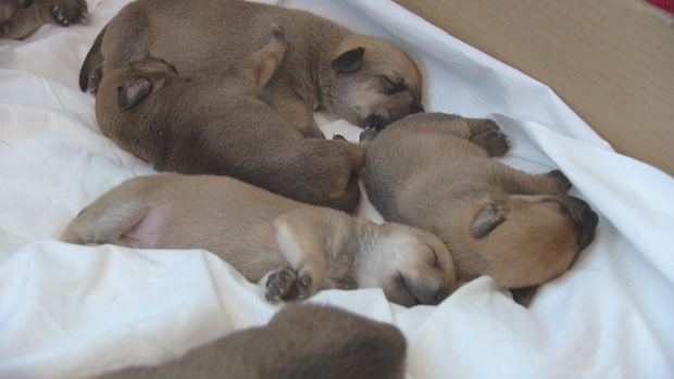 19 PUPPIES RESCUED 10PKG.transfer_frame_346 