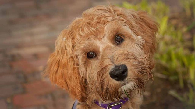 labradoodle-stock-image.jpg 