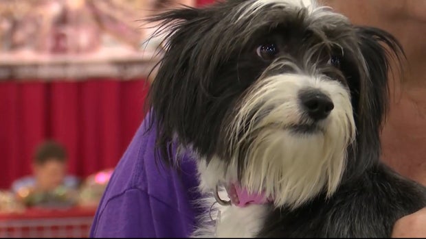 DOGS AND VAPING DEVICES 5