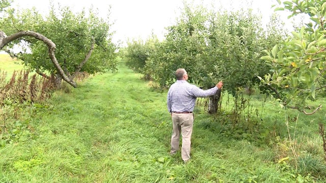 Indiana_Apple_Theft_0925.jpg 