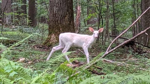 linn run state park albino deer 