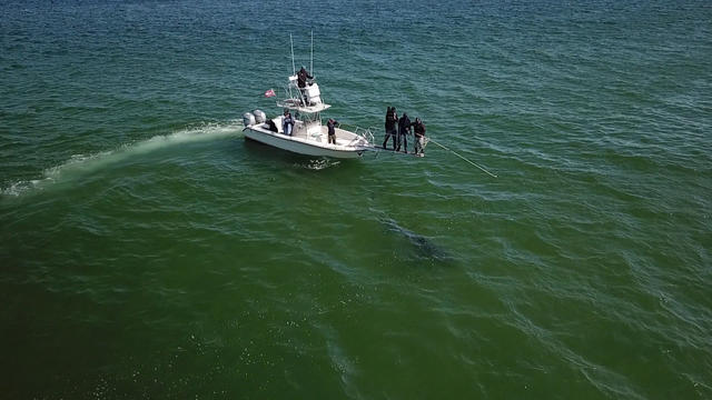 sharkspreview-10-1941296-640x360.jpg 