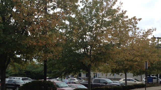 falltrees.jpg 