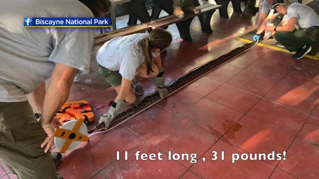 PYTHON IN BISCAYNE BAY_1 