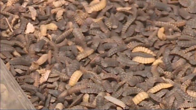 larvae-1.jpg 