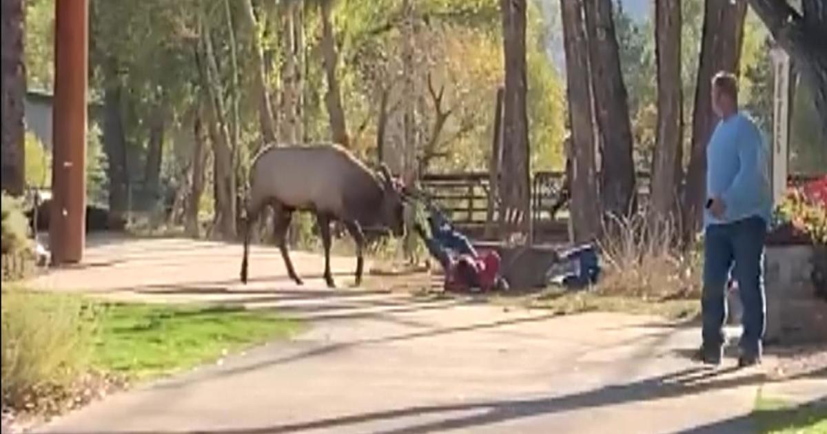 Estes Park Employee Called Hero For Actions During 'Very Aggressive ...