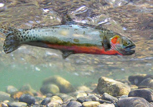 Rio Grande Cutthroat Trout_NPS 