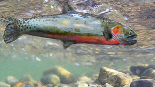 RioGrandeCutthroatTrout_NPS.jpg 