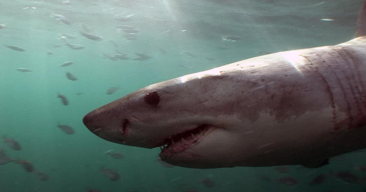 The Atlantic great white shark makes a comeback