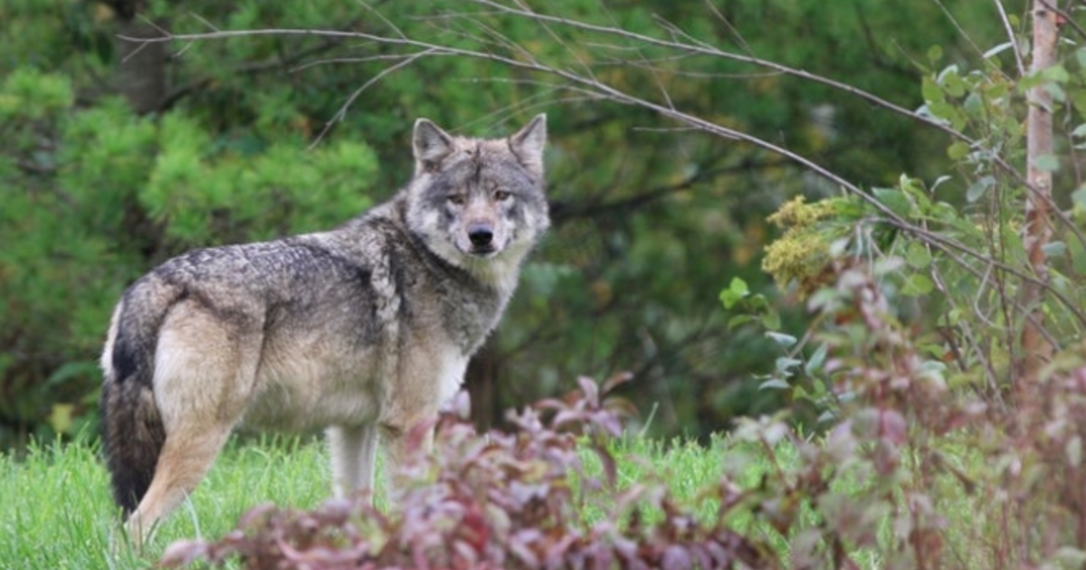 Male Wolf Gets Female Companion At Detroit Zoo - CBS Detroit