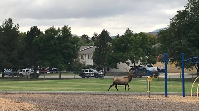 Ft-Collins-Elk-1-Ft-Collins-Police-tweet.png 