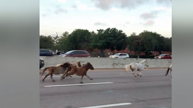 horse.jpg 