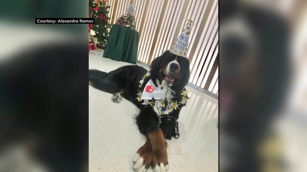 Miami Proud Therapy Dogs 