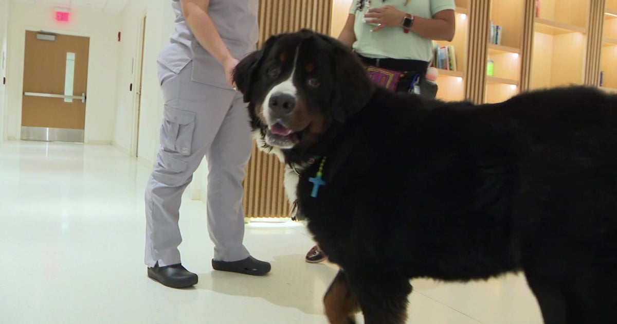 Miami Proud: Therapy Dog Volunteers Bring Smiles To Young Patients At ...