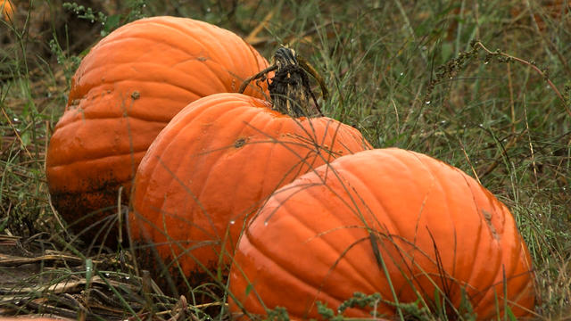 Pumpkins.jpg 