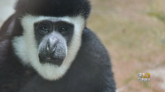 Colobus-Monkey.jpg 