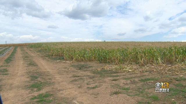 crops-corn-generic-10.2.19.jpg 