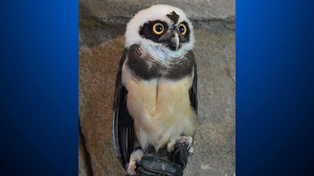 national-aviary-spectacled-owl 
