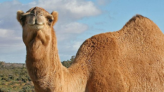 Camel-File.jpg 