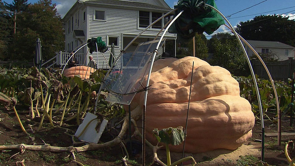 pumpkin3 