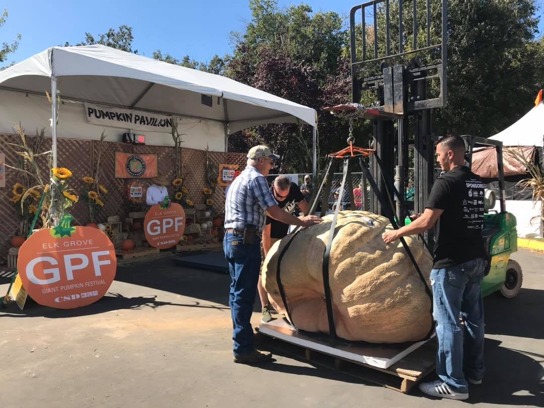 Nearly 2,000Pound Pumpkin Wins Elk Grove Giant Pumpkin WeighOff CBS