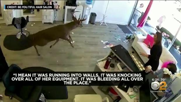 deer in hair salon 