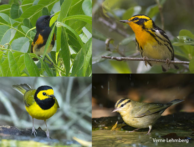 bird-species-american-redstart-blackburnian-warbler-hooded-warbler-worm-eating-warbler-verne-lehmberg-620.jpg 