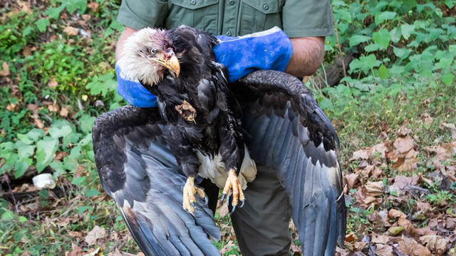 bald-eagle-shot-.jpg 