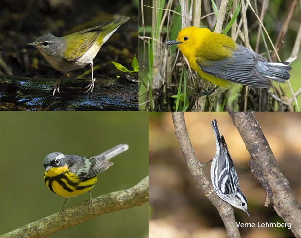 bird-species-tennessee-warbler-prothonotary-warbler-magnolia-warbler-black-white-warbler-verne-lehmberg-620.jpg 