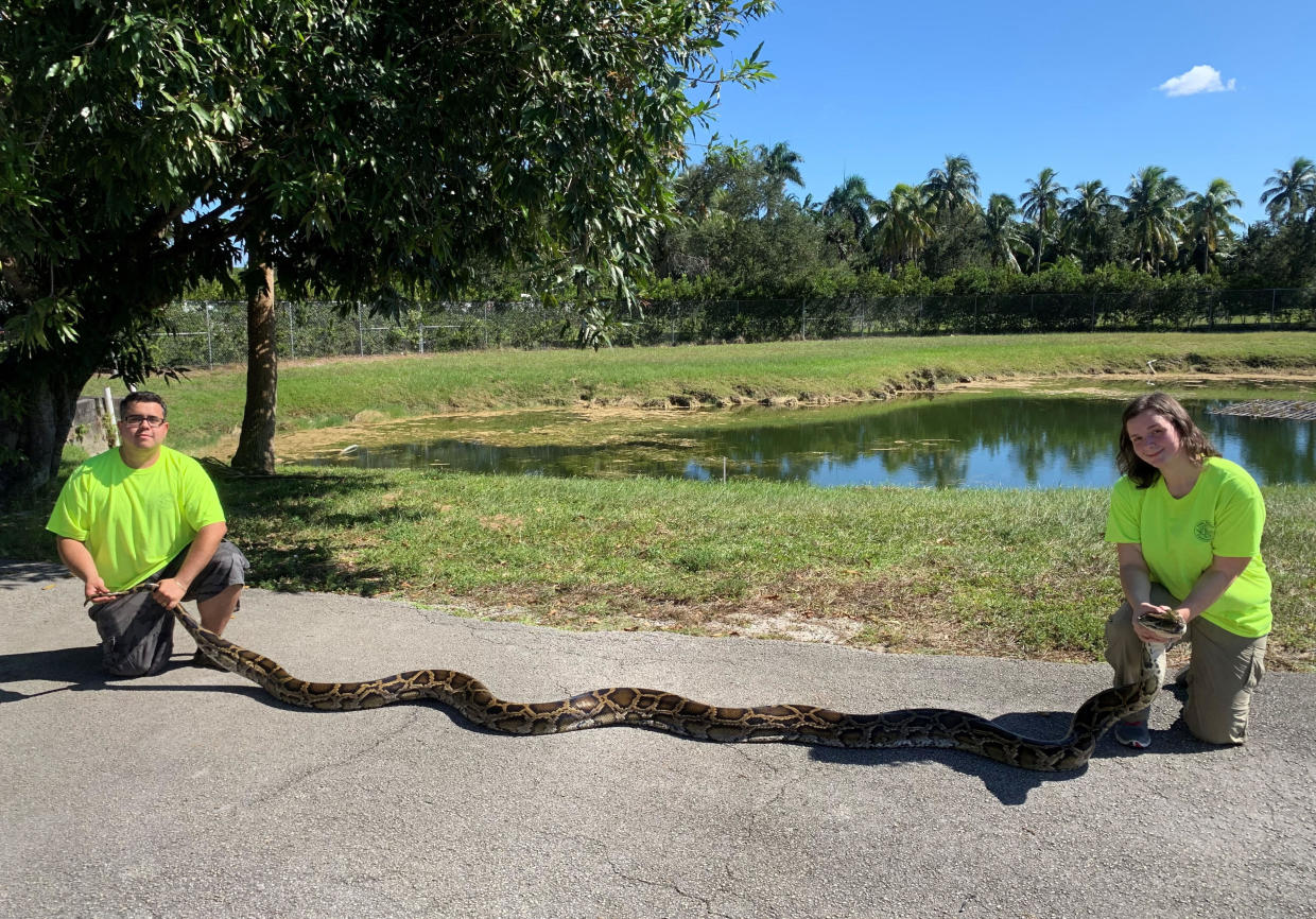 Python caught Recordsetting snake captured by Florida trappers in