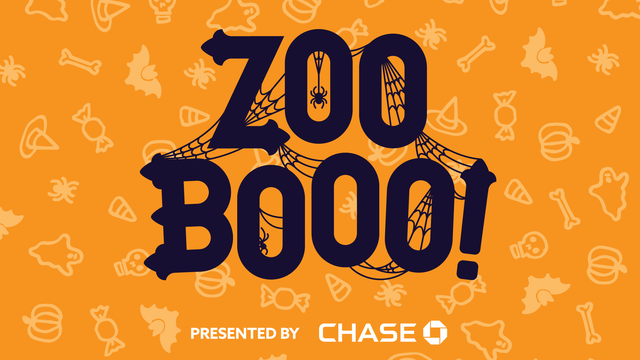 zoobooo-webheader-chase.png 