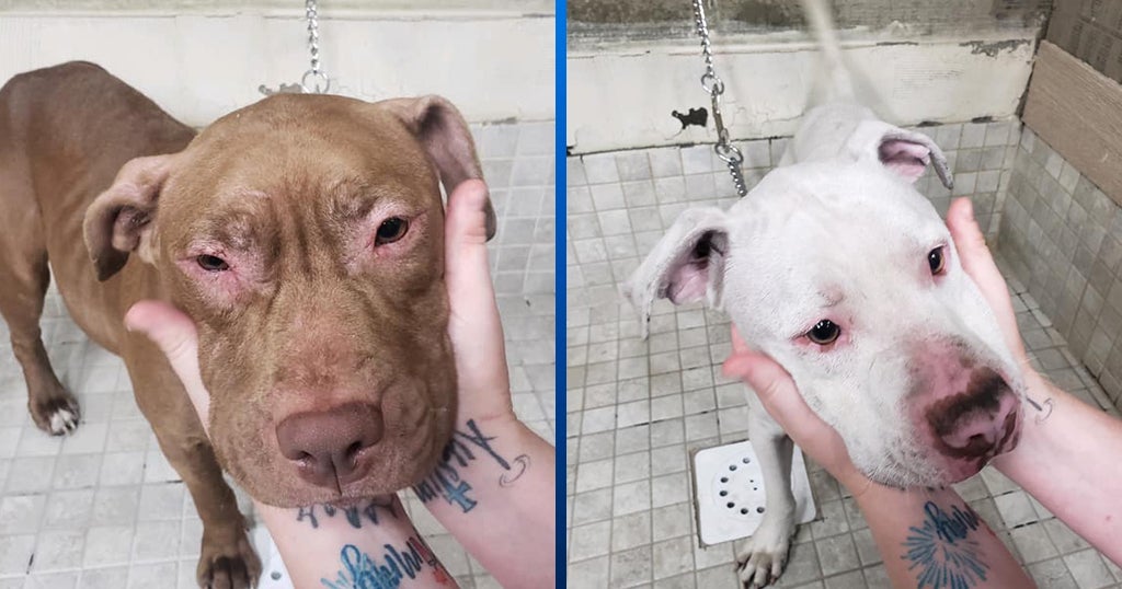 2 Emaciated Dogs Seized From Vandergrift Abandoned Home - CBS Pittsburgh