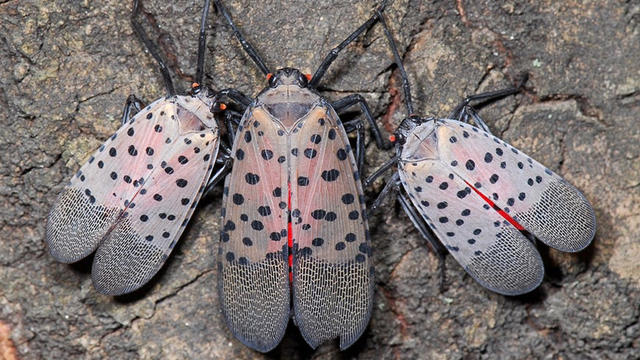 Spotted-Lanternfly.jpg 