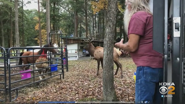 elkhorse.jpg 