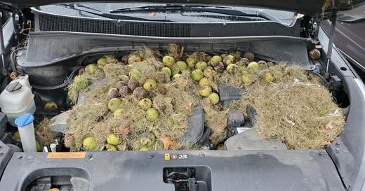 Squirrel nuts Squirrels stashed over 200 walnuts under the hood of a woman's car in