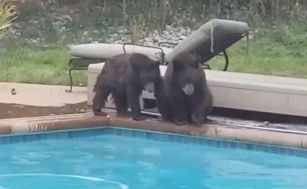 bears swim 3 