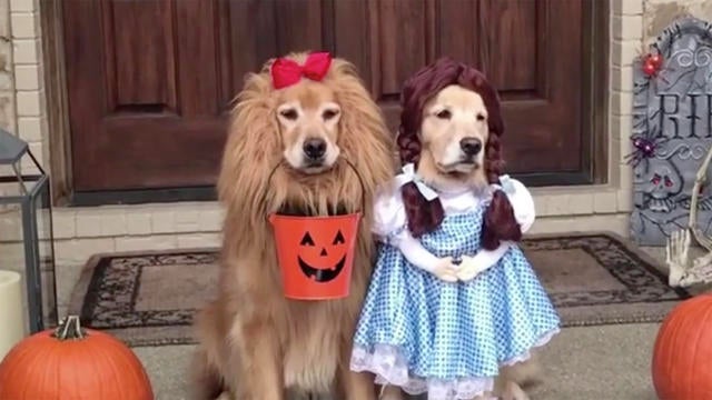 1010-cbsn-social-costumedogs-1949758-640x360.jpg 