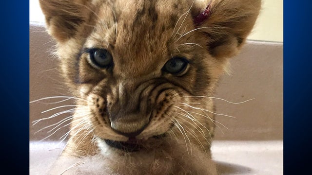lion-cub-ear-injury-featured.jpg 
