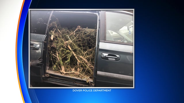 dover-marijuana-plant.jpg 