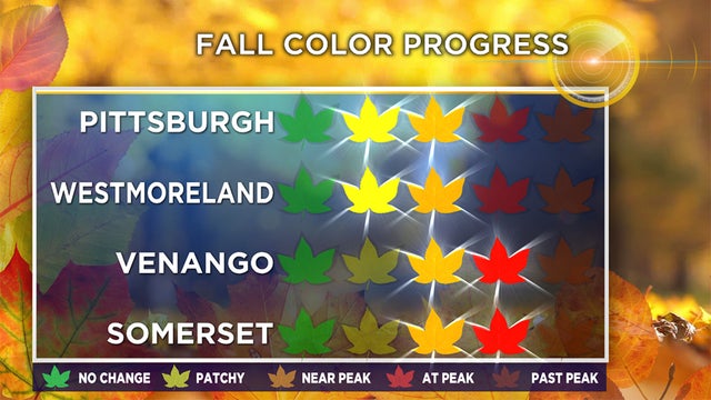 fallfoliage.jpg 