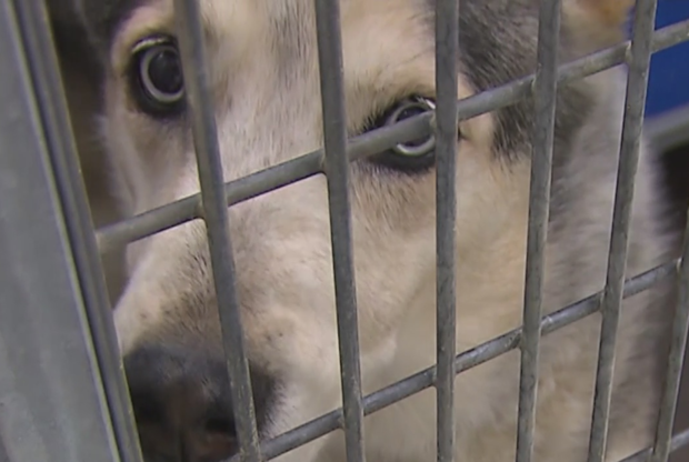 Dog at Fort Worth Animal Shelter 