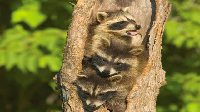 baby-raccoon1.jpg 