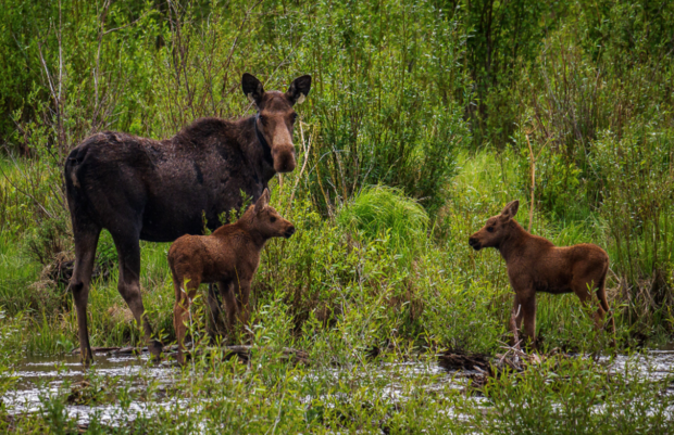 MOOSE PICTURE 